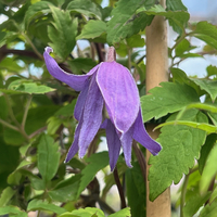 Clematis alpina SDR3611
